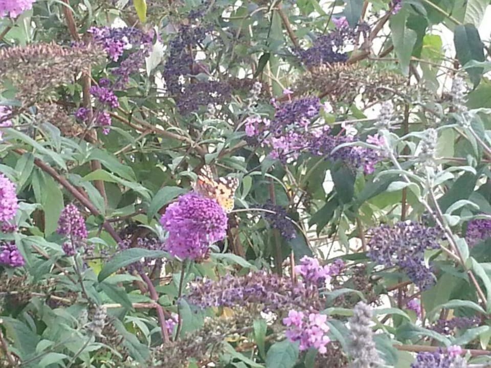 Schmetterlings Baum  Alexandra Golden Boutique - Adults only