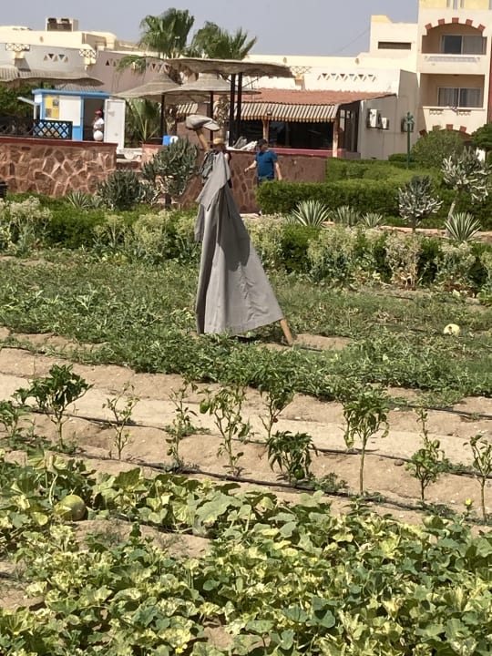 Gartenanlage Bliss Nada Beach Resort