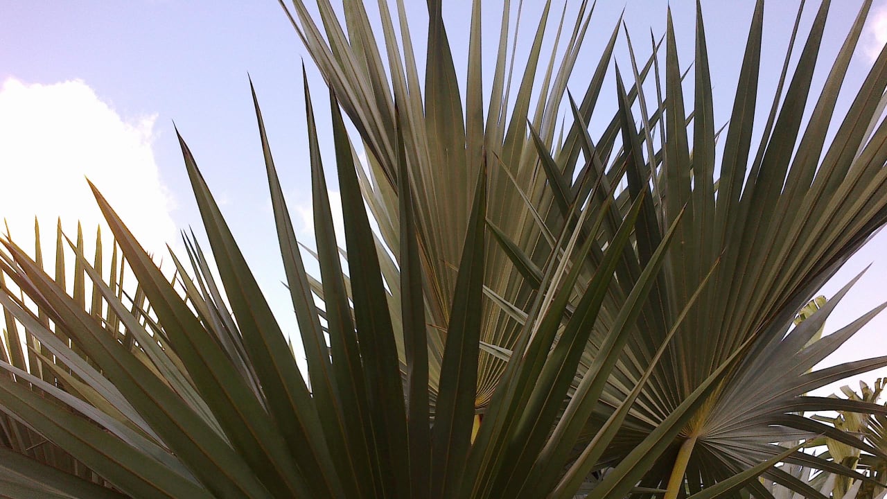 Pflanzen Sofitel Imperial Resort & Spa