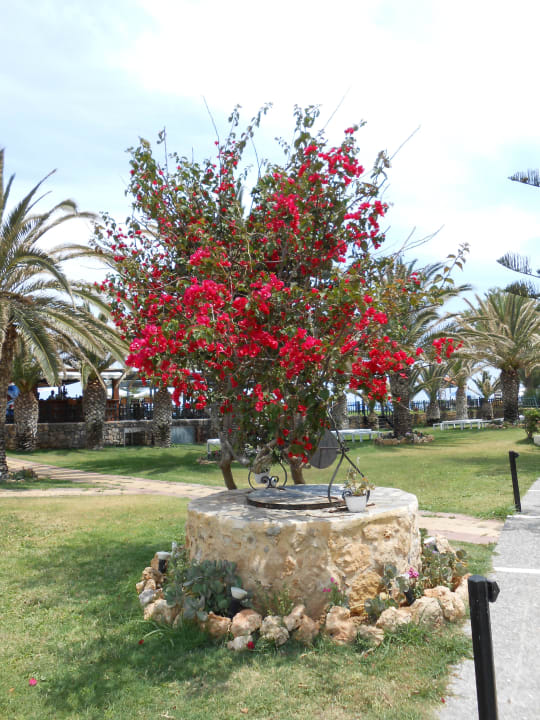 Garten Minos Mare Royal