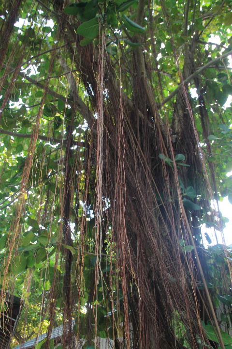 Wahnsinn Adaaran Select Meedhupparu Island Resort - Premium All Inclusive