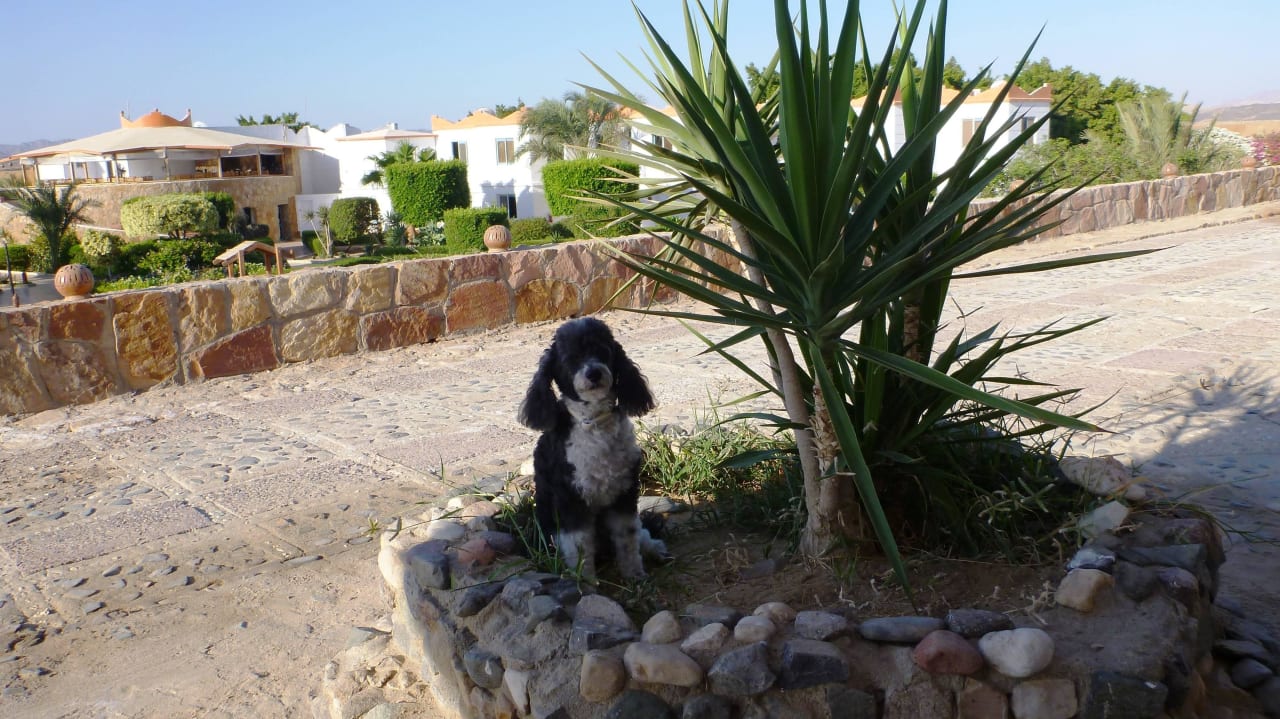 Unser Pudel vorm Zimmer Hotel Coral Garden