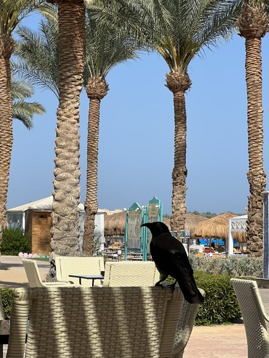 Sonstiges Sentido Caribbean World Soma Bay