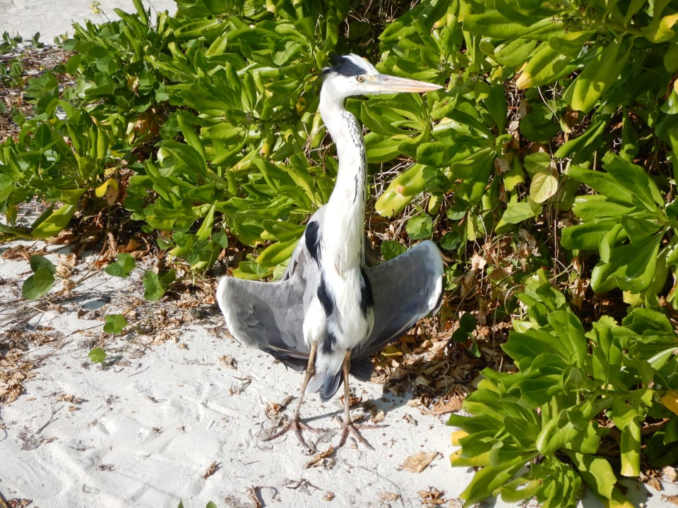 Gartenanlage Vilamendhoo Island Resort & Spa