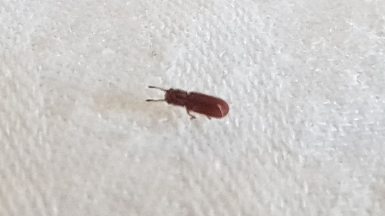 Zimmer Hotel Grand Palladium Palace Resort, Spa & Casino