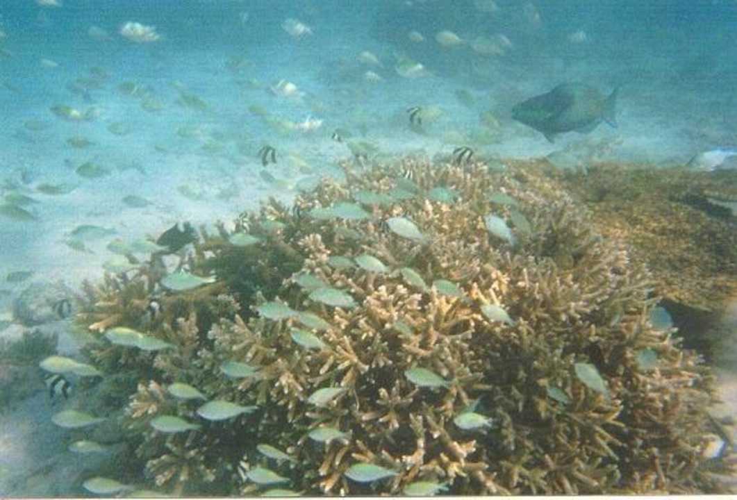 Snorkeling ananea Diamonds Athuruga