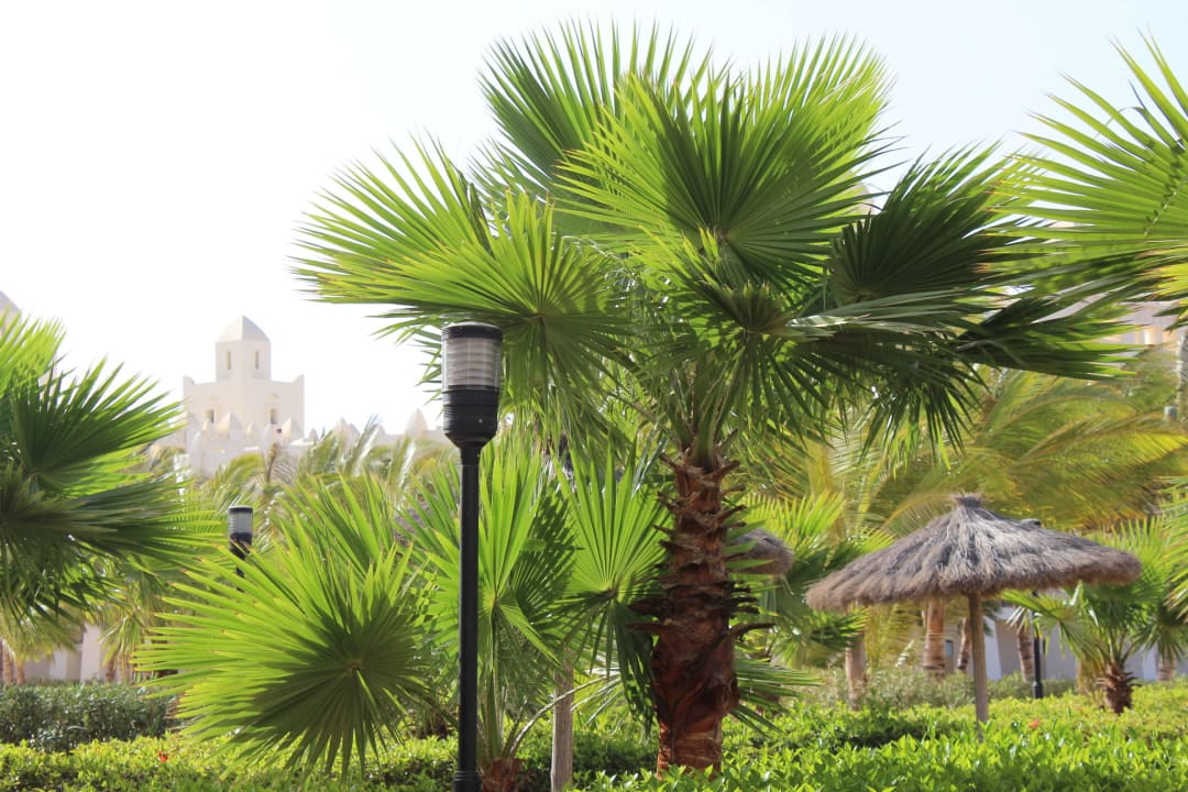 Alles tip top gepflegt ... Hotel Riu Karamboa