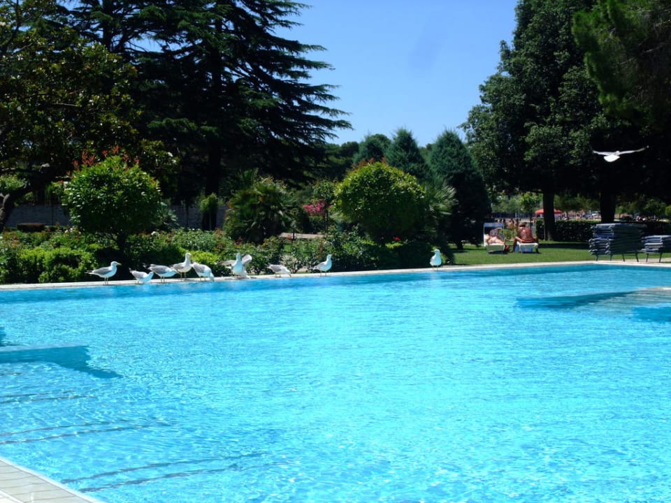 Möwen besuchen den Pool Falkensteiner Hotel Adriana