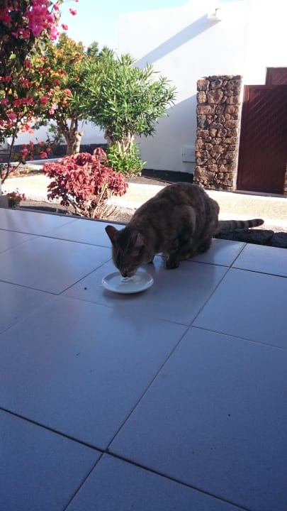 Terrasse Bungalows Playa Limones