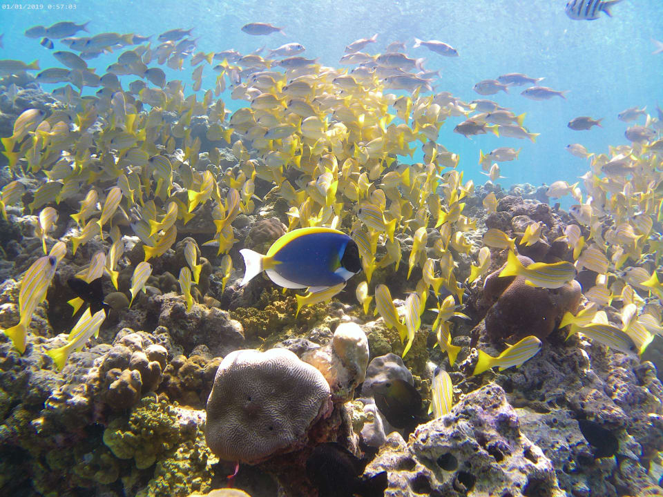 Sport & Freizeit NH Collection Maldives Reethi Resort