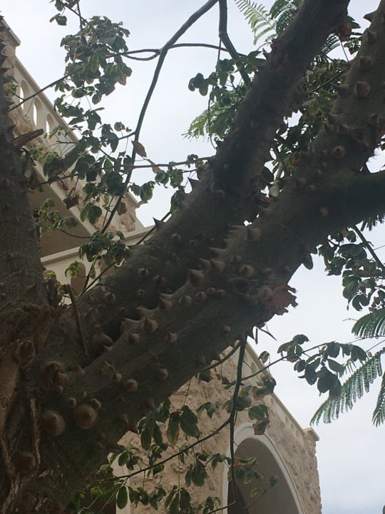 Gartenanlage Pickalbatros Citadel Resort