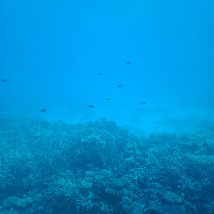Ausblick Desert Rose