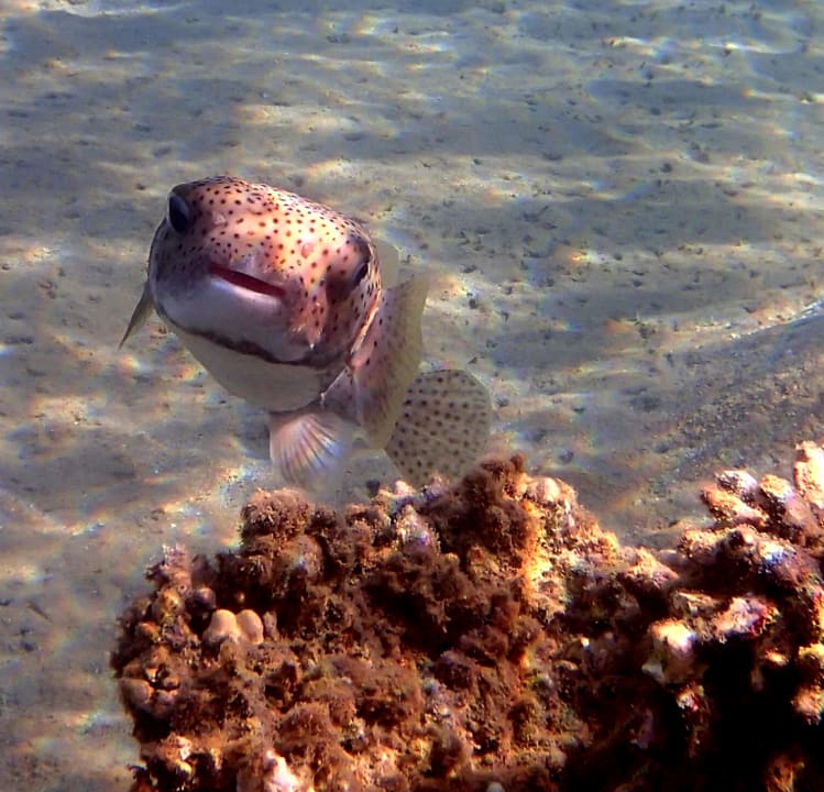 Sport & Freizeit Shams Alam Beach Resort