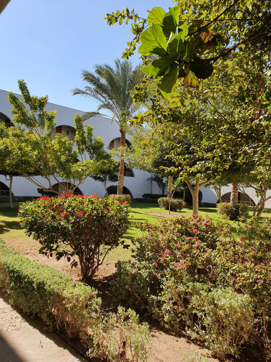 Gartenanlage Desert Rose