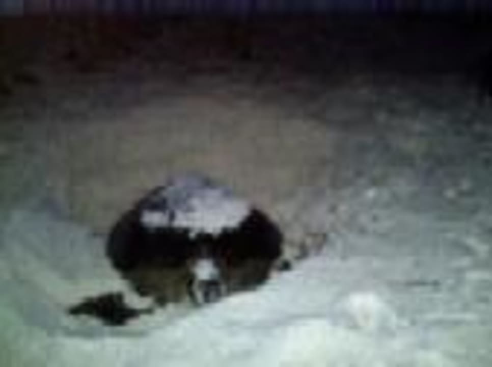 Schildi beim Ablaichen Summer Island Maldives