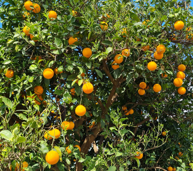 Außenansicht Haydarpasha Palace
