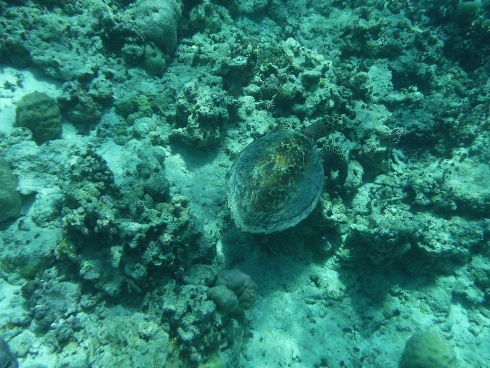 Sport & Freizeit aaaVeee Nature's Paradise