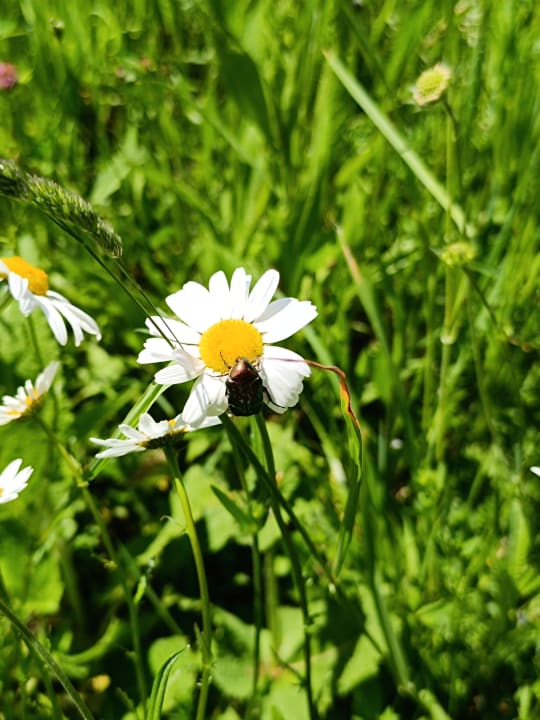 Gartenanlage Spirit & SPA Hotel Birkenhof am Elfenhain