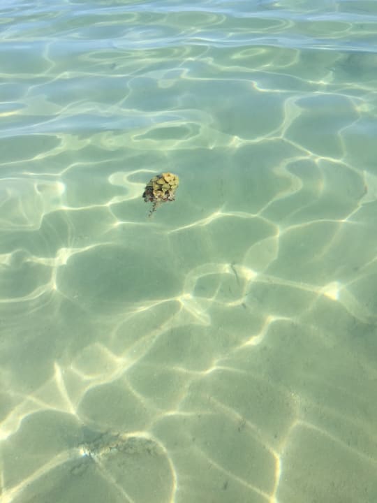 Strand Sea Star Beau Rivage