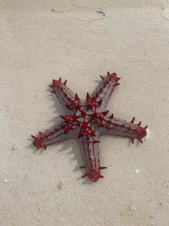 Strand Hotel Riu Palace Zanzibar