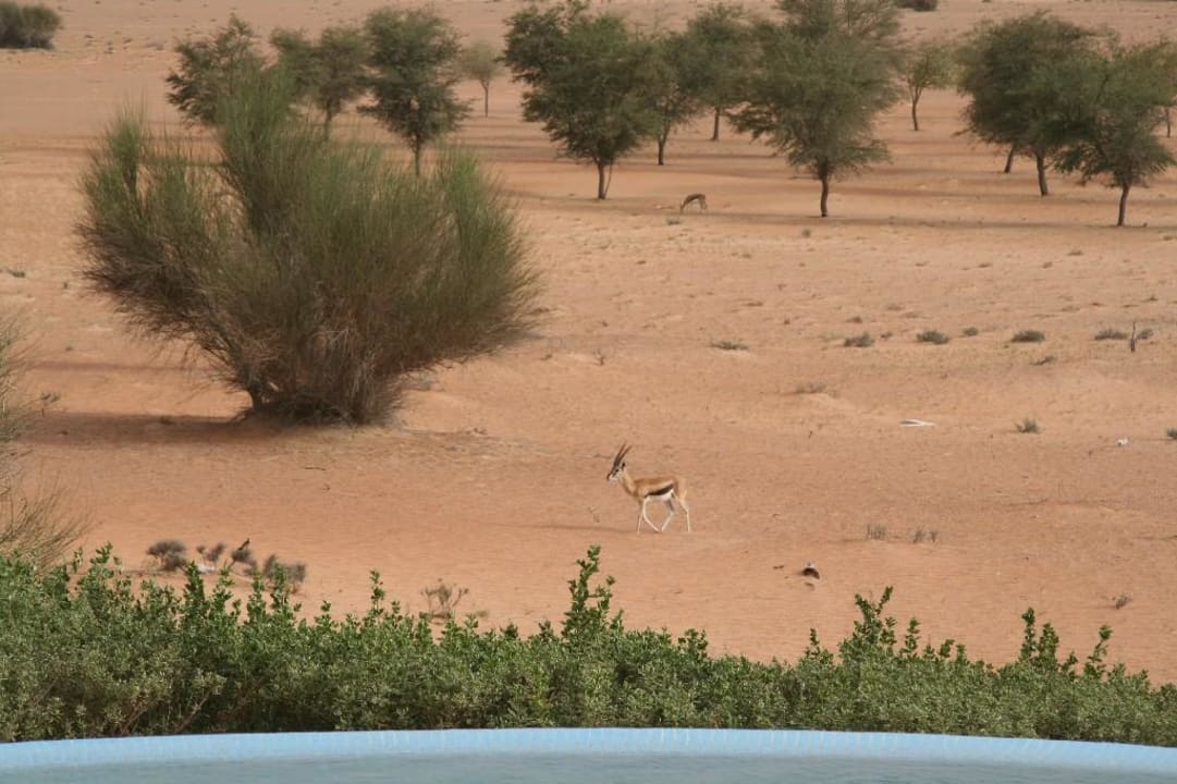 Al Maha, Gazellen vor dem Suitenpool Al Maha, A Luxury Collection Desert Resort & Spa