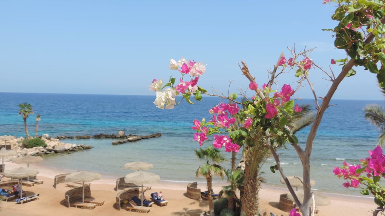 Einfach traumhaft Pickalbatros Citadel Resort