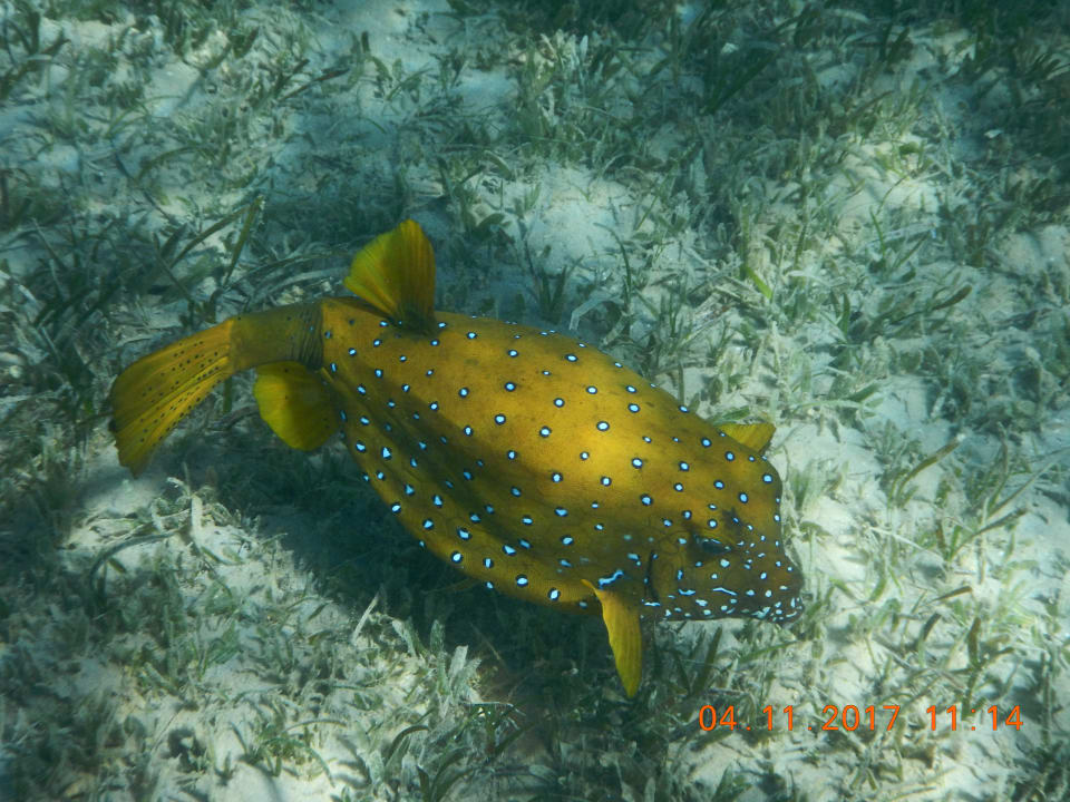 Strand Cleopatra Luxury Resort Makadi Bay