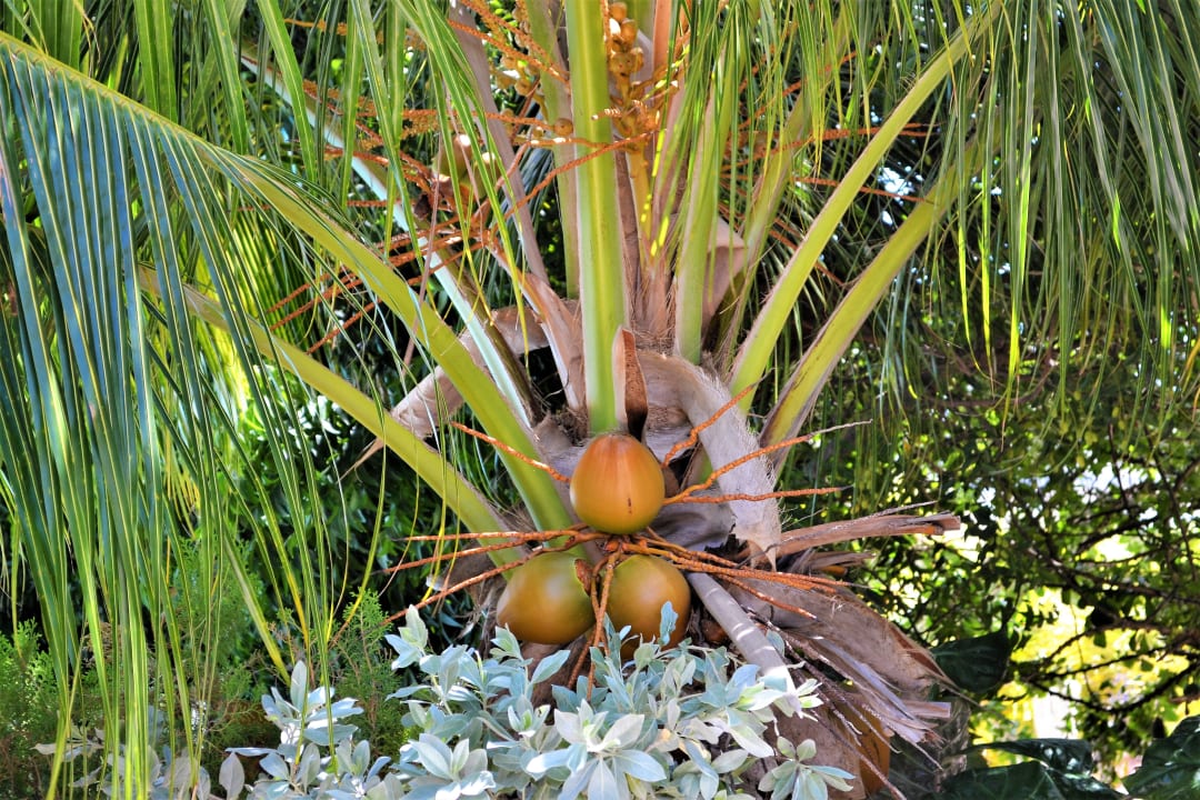 Gartenanlage Jan Kok Lodges