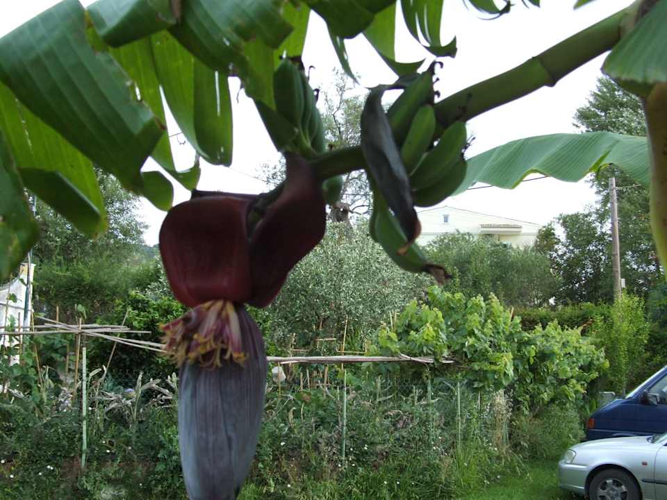 Banana tree Hotel Fire Fly