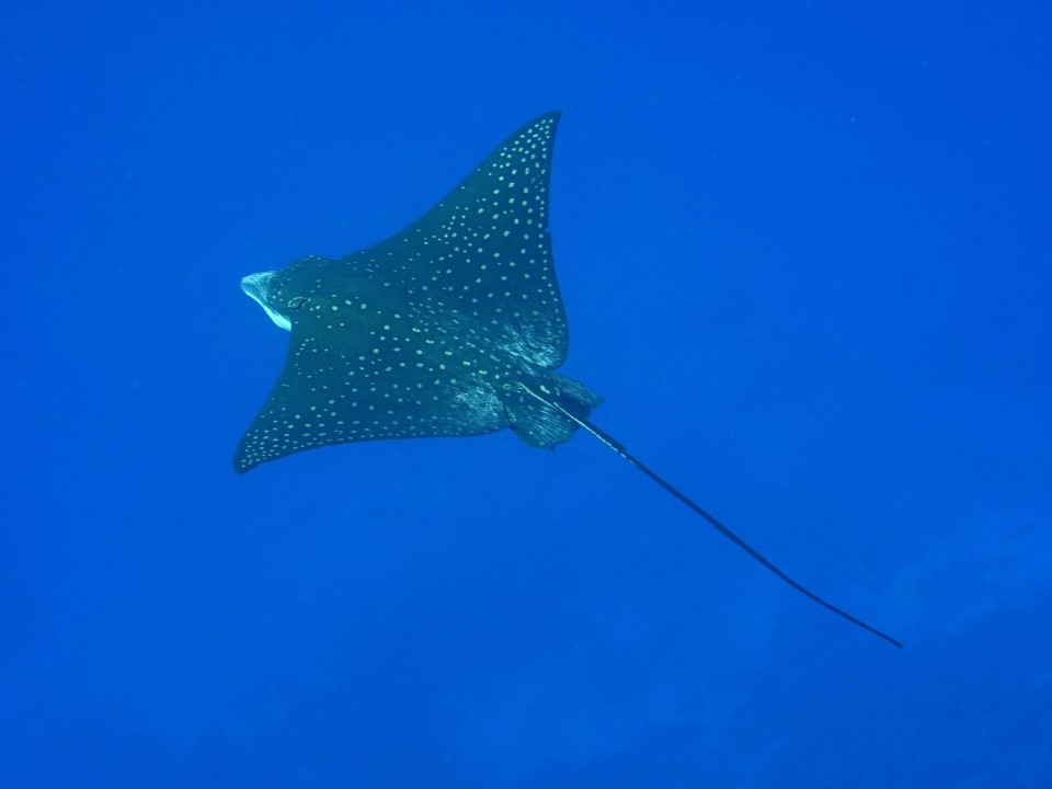 Schnorcheln ananea Diamonds Athuruga