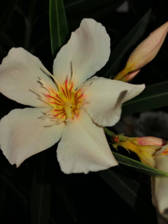 Gartenanlage Grand Makadi