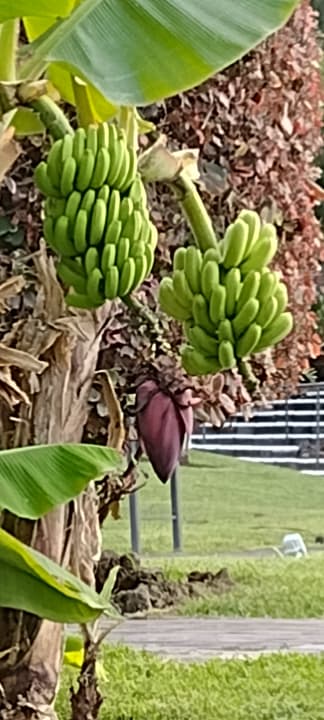 Gartenanlage TRH Taoro Garden