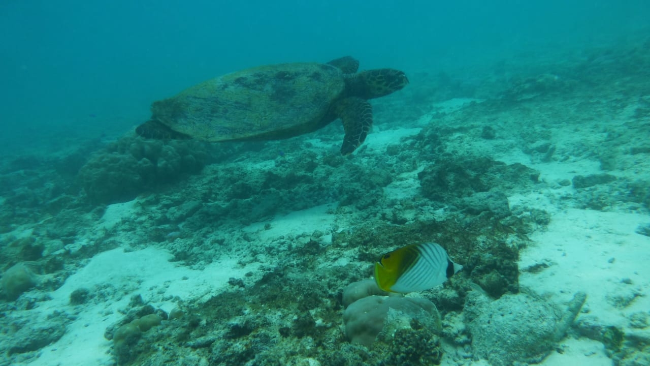 Sport & Freizeit Summer Island Maldives