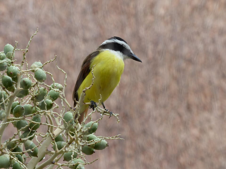 Ein Singvogel Iberostar Waves Tucan