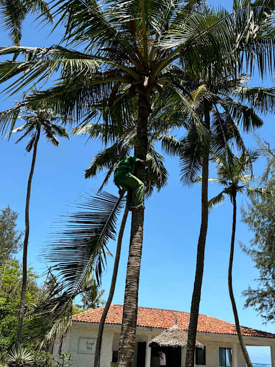 Gartenanlage Diani Sea Resort