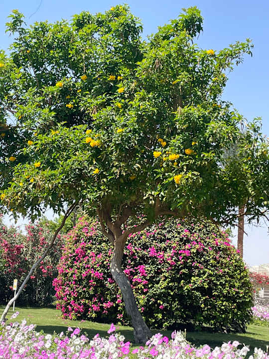 Gartenanlage Desert Rose