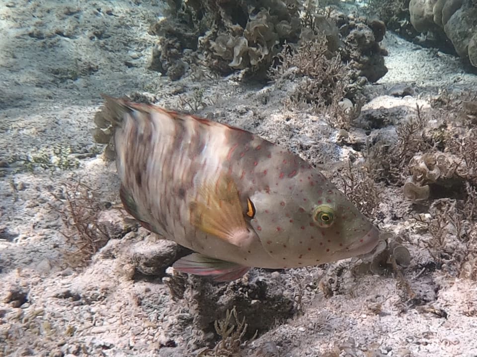 Sport & Freizeit Pickalbatros Sea World Resort - Marsa Alam