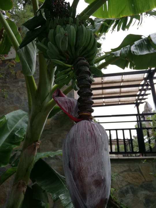 Gartenanlage Bodrum Park Resort