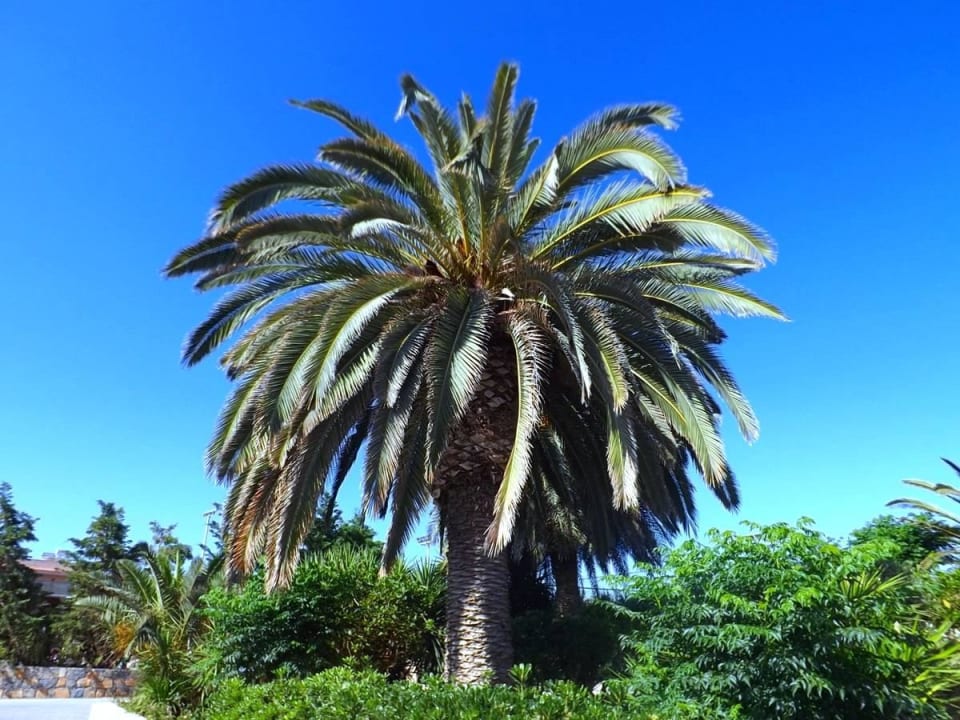 Schöne Palme im Garten Hotel Aphrodite Beach Club