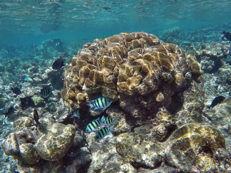 Gestreifter Feldwebelfisch - Riffbarsche NH Collection Maldives Havodda Resort