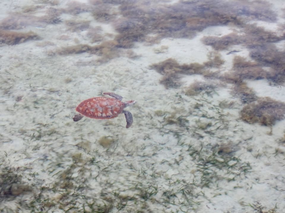 Mit ein bisschen Glück sieht man auch Schildkröten Jaz Mirabel Park & Club