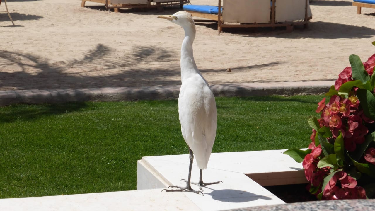 Nur selten so nah Beach Albatros Resort