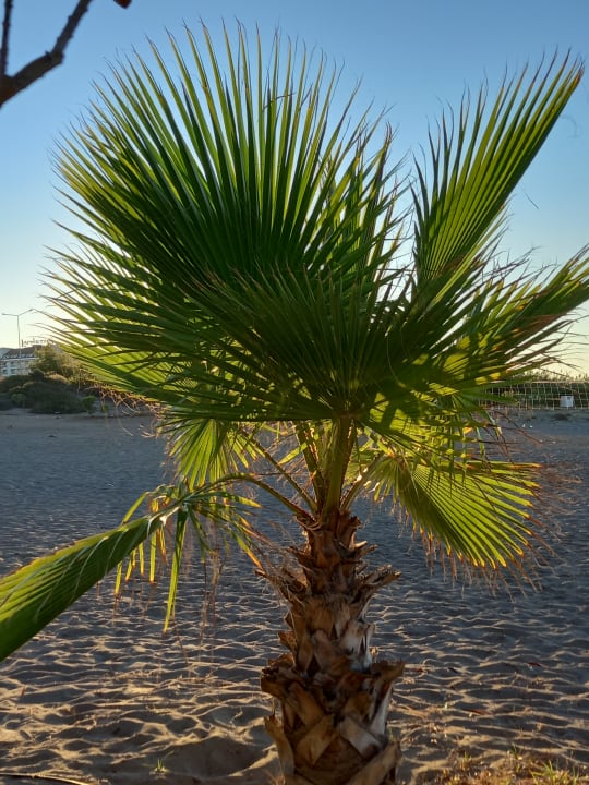 Gartenanlage Cenger Beach Resort & Spa