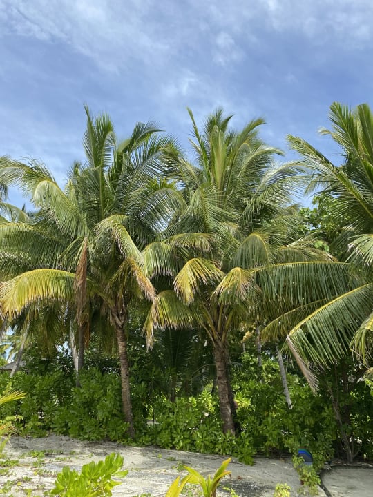 Gartenanlage Cinnamon Hakuraa Huraa Maldives