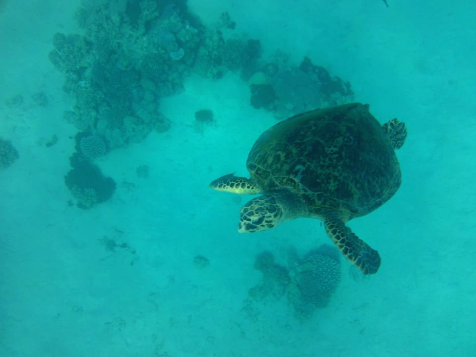 Strand Jaz Makadi Oasis Resort