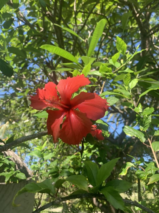 Gartenanlage Adaaran Select Hudhuran Fushi - Premium All Inclusive