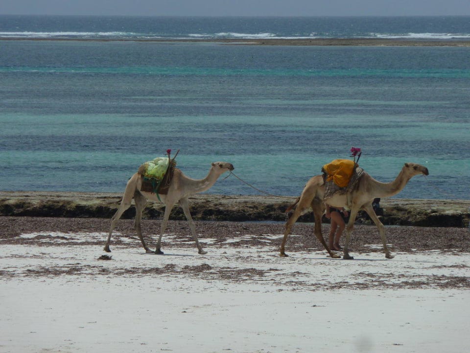 Blick zum Strand Baobab Beach Resort & Spa