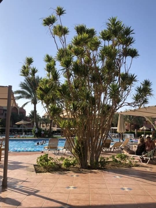 Pool Jaz Makadi Saraya Resort