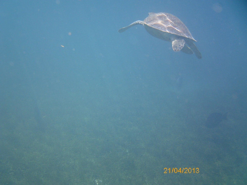 Direkt am Hotelstrand Kuredu Island Resort & Spa