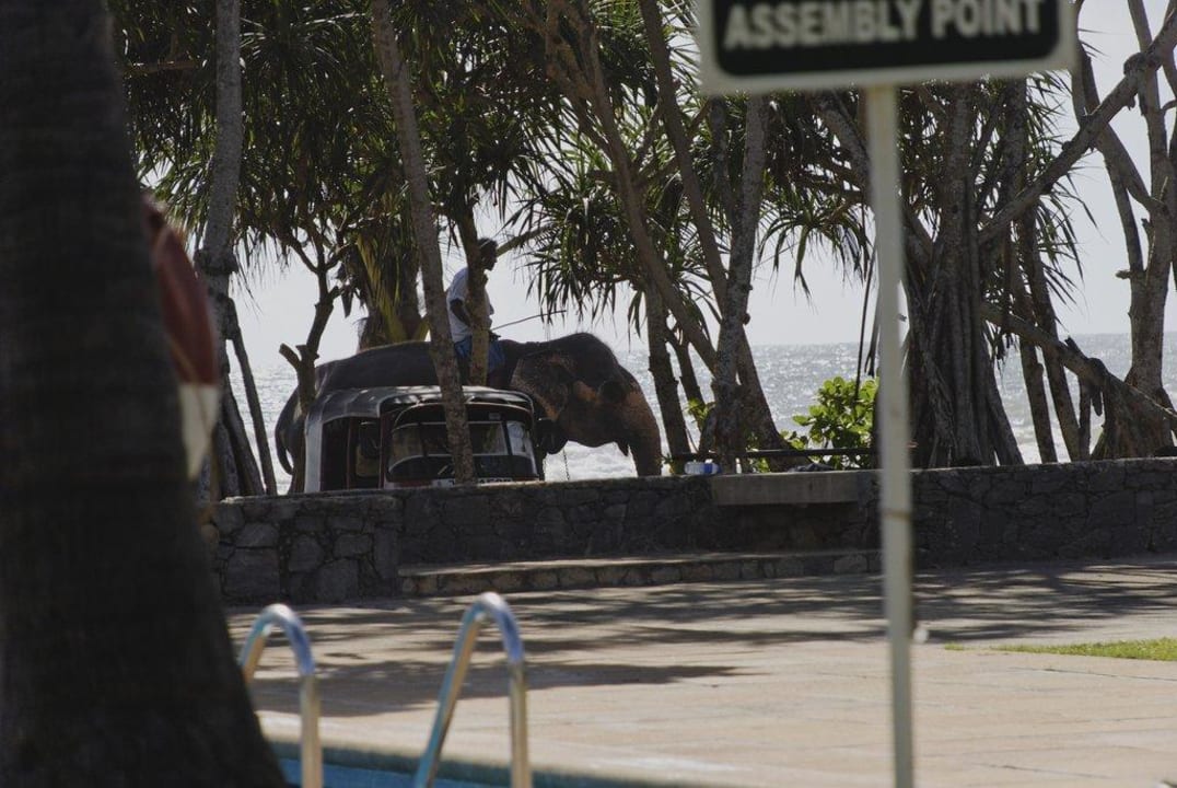 Elefant Thaala Bentota